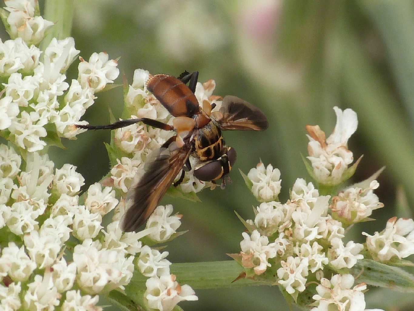 Trichopoda pictipennis